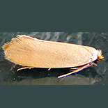 Tinea species